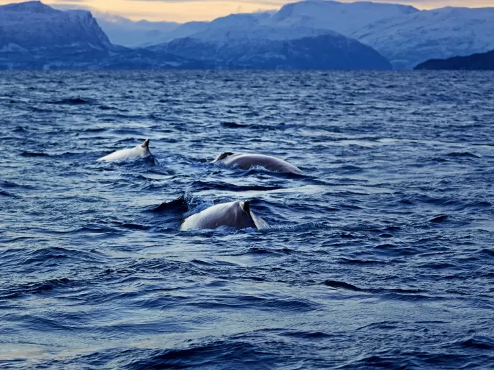 Buckelwalde vor der norwegischen Küste
