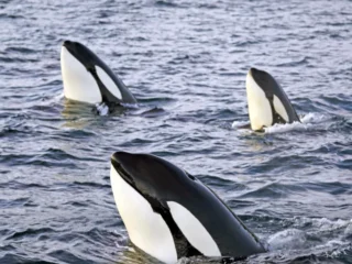 Orcas (Schwertwale)