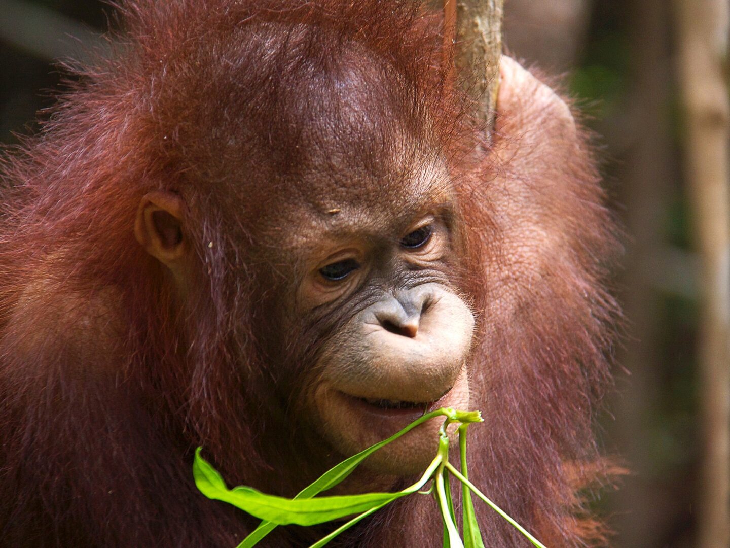 Orang Utan