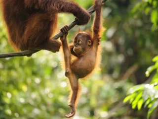 Junger Orang Utan