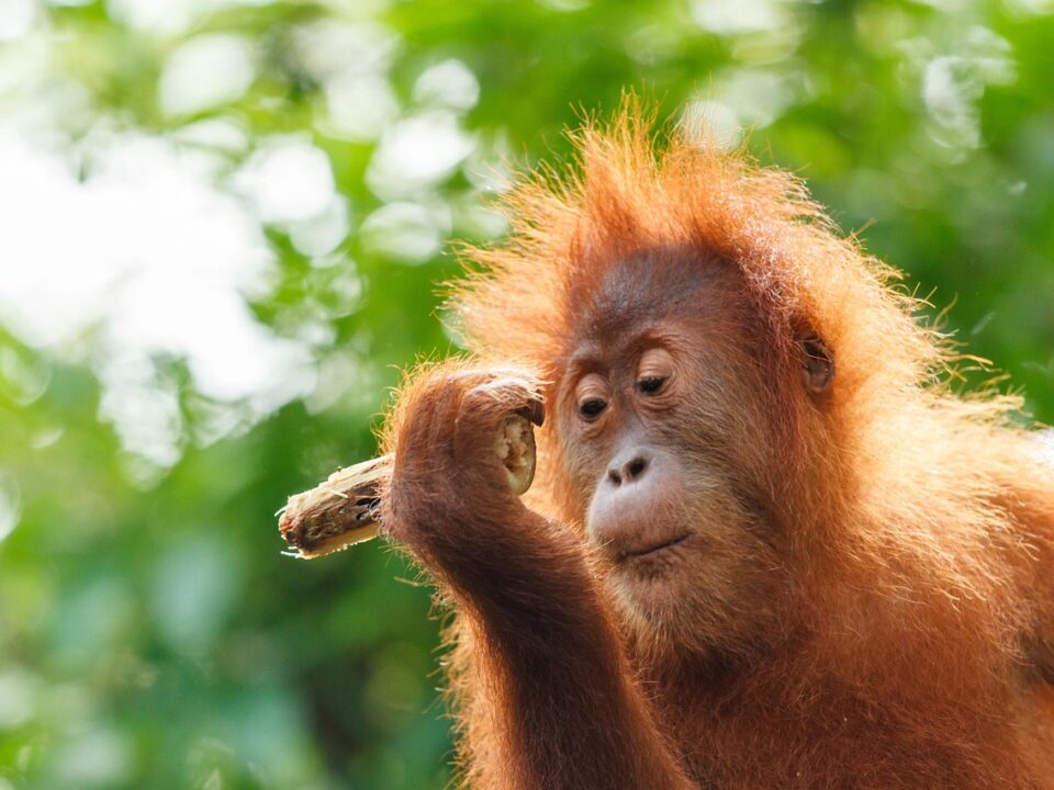 Orang Utan auf Borneo