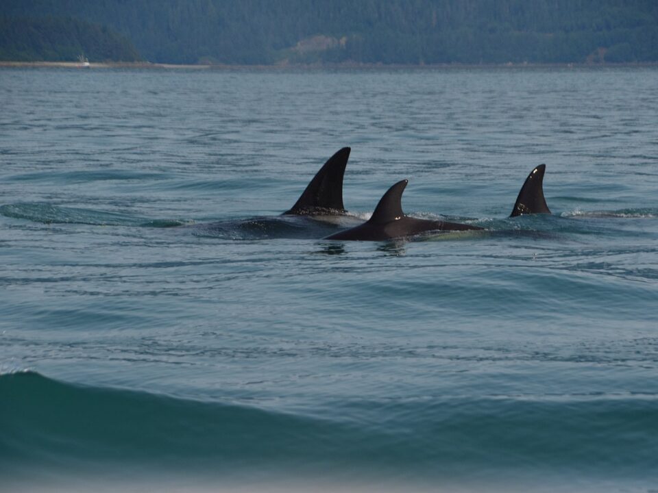 Orcas