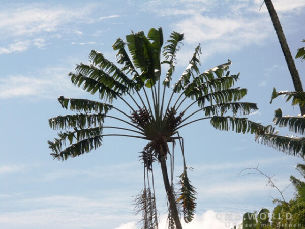 "Baum des Reisenden", eine Palmenart