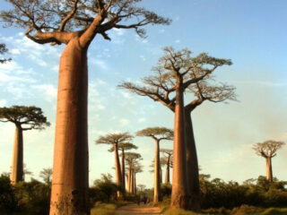 Allee der Baobabs