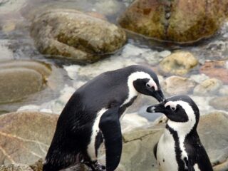 Pinguine am Kap der Guten Hoffnung