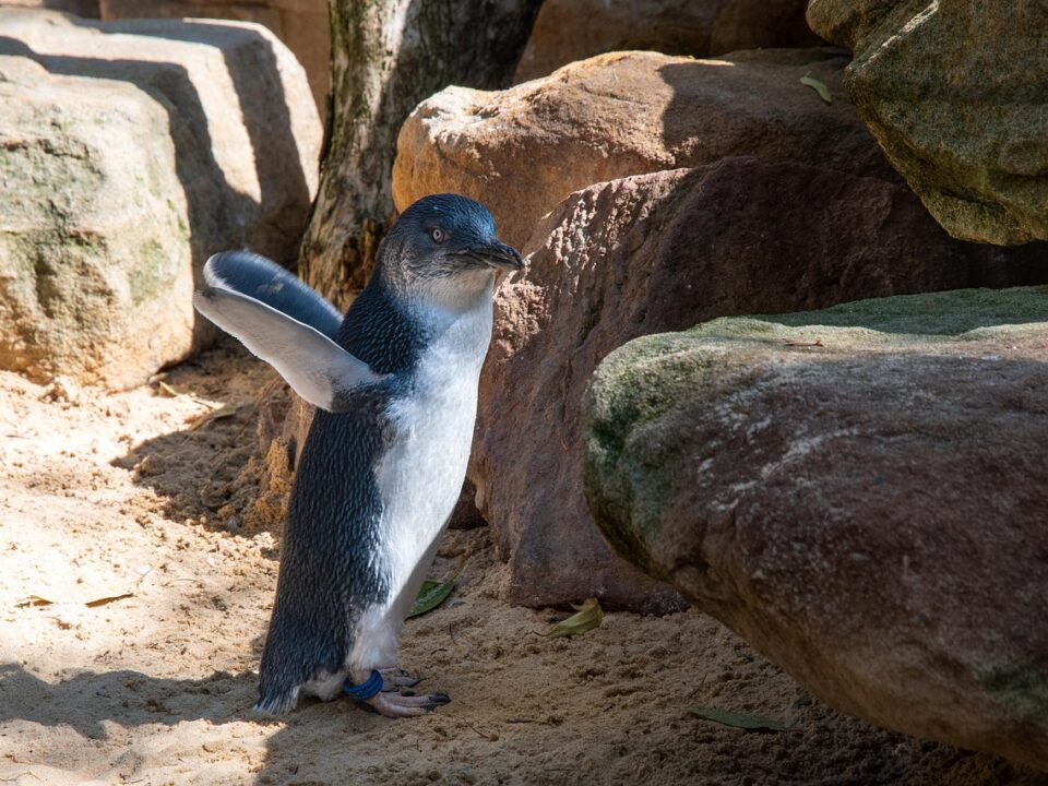 Pinguin