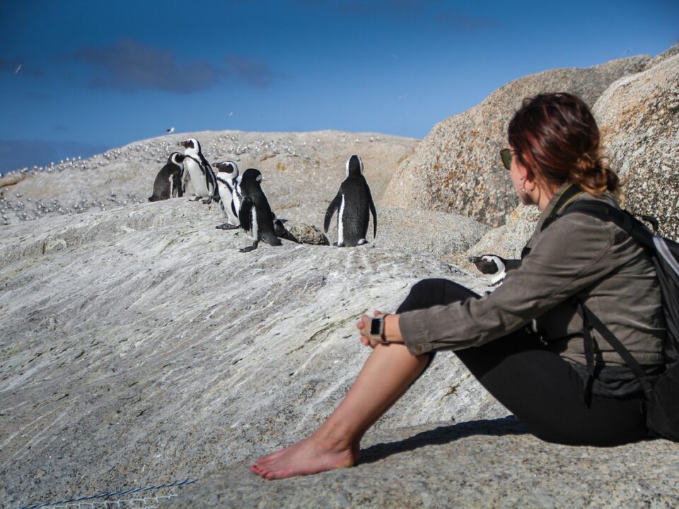 Pinguine am Boulder Beach