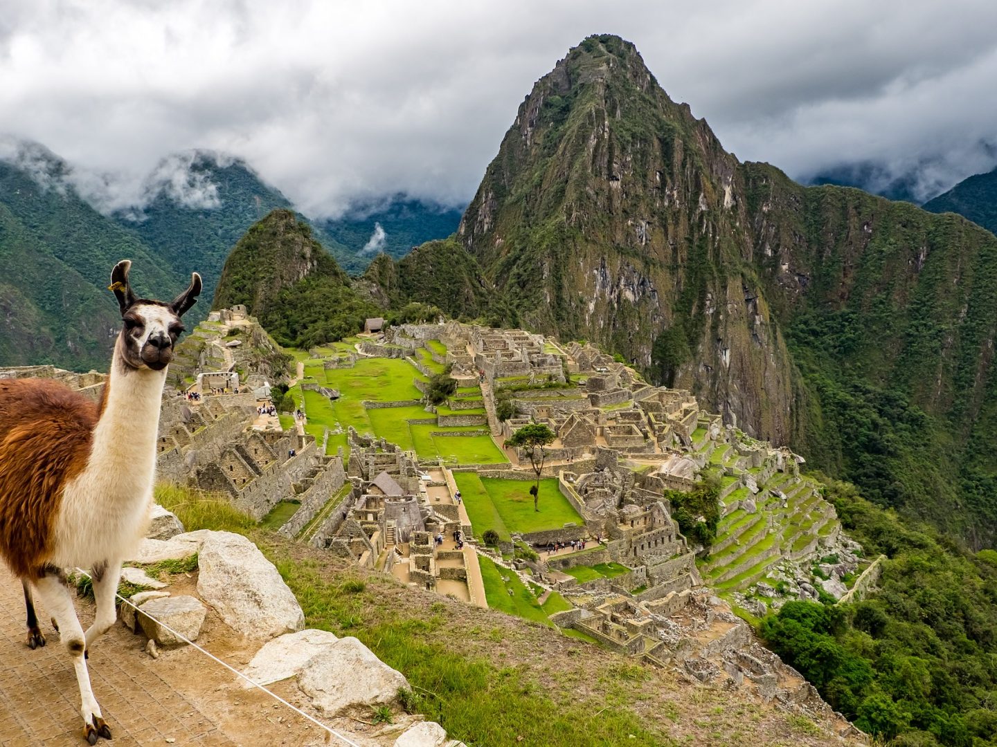 Alpaka in Machu Picchu