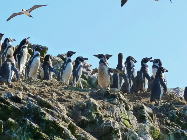 Islas Ballestas: Pinguine