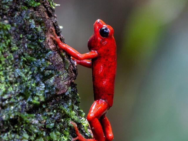 Giftiger Pfeilfrosch