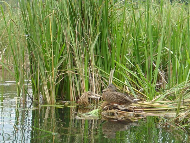 Ente bei der Brut