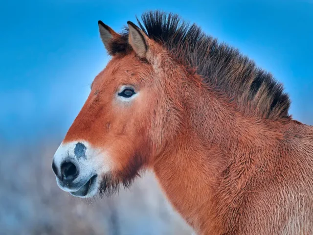 Przewalski-Pferd im Hustai Nationalpark
