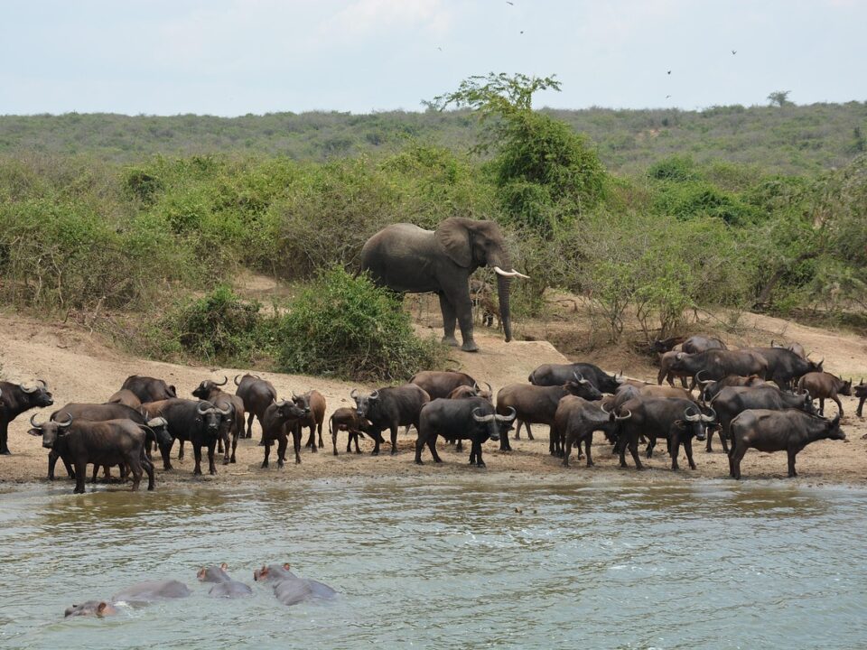 Im Queen Elizabeth NP