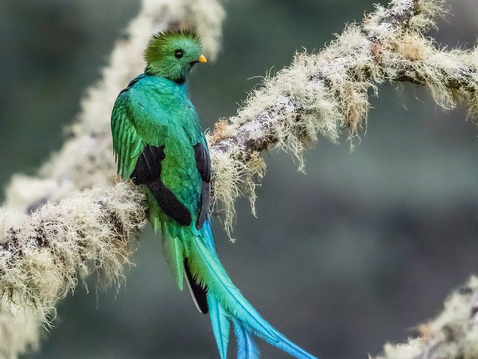 Quetzal