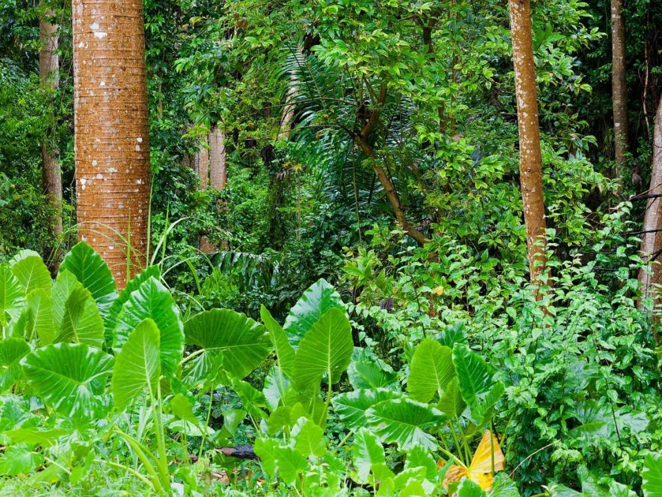Naturreisen - Tropische Dschungelvegetation