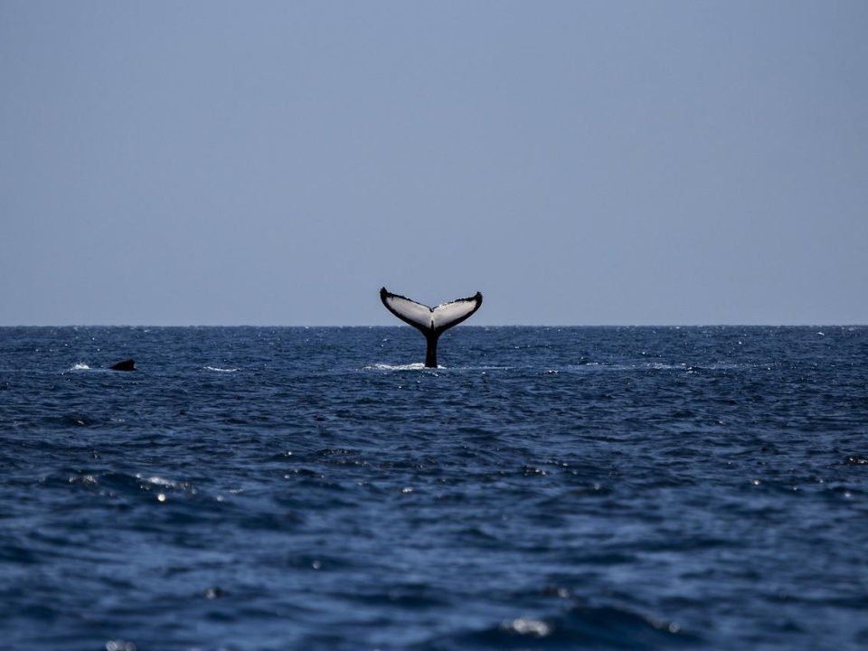 Whale Watching, Buckelwale