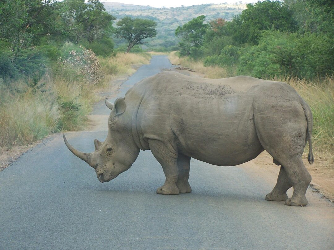 Nashorn
