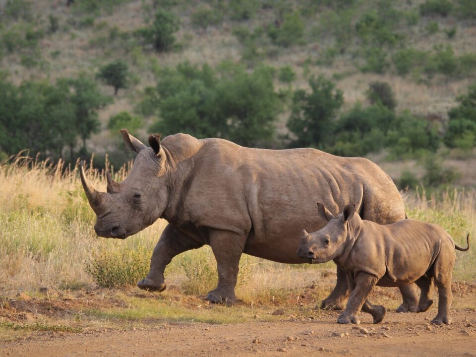 Nashorn-Mutter mit Jungem
