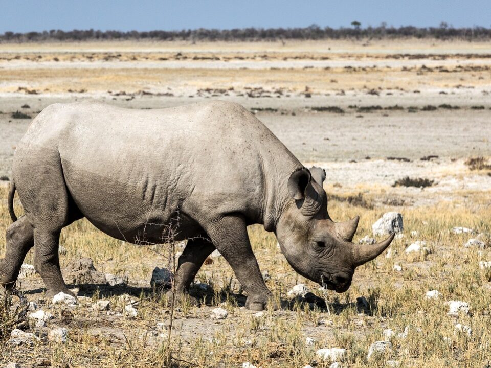 Nashorn