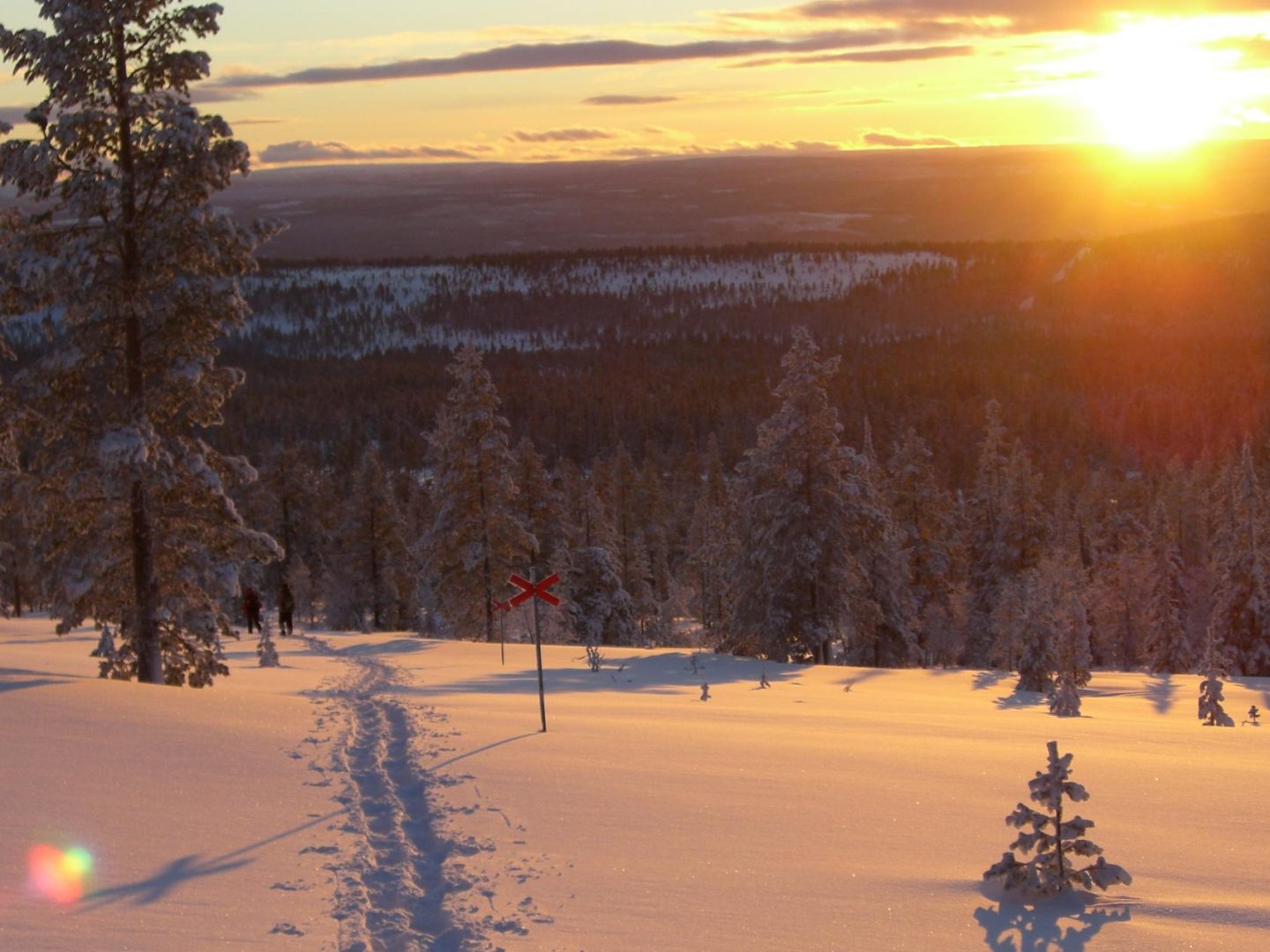 Bäume, Sonne und Schnee