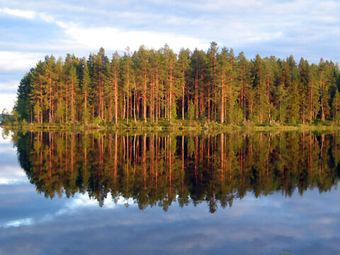 Der Wald spiegelt sich im Wasser