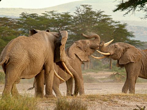 South Luangwa: Afrikas älteste Elefantenbullen
