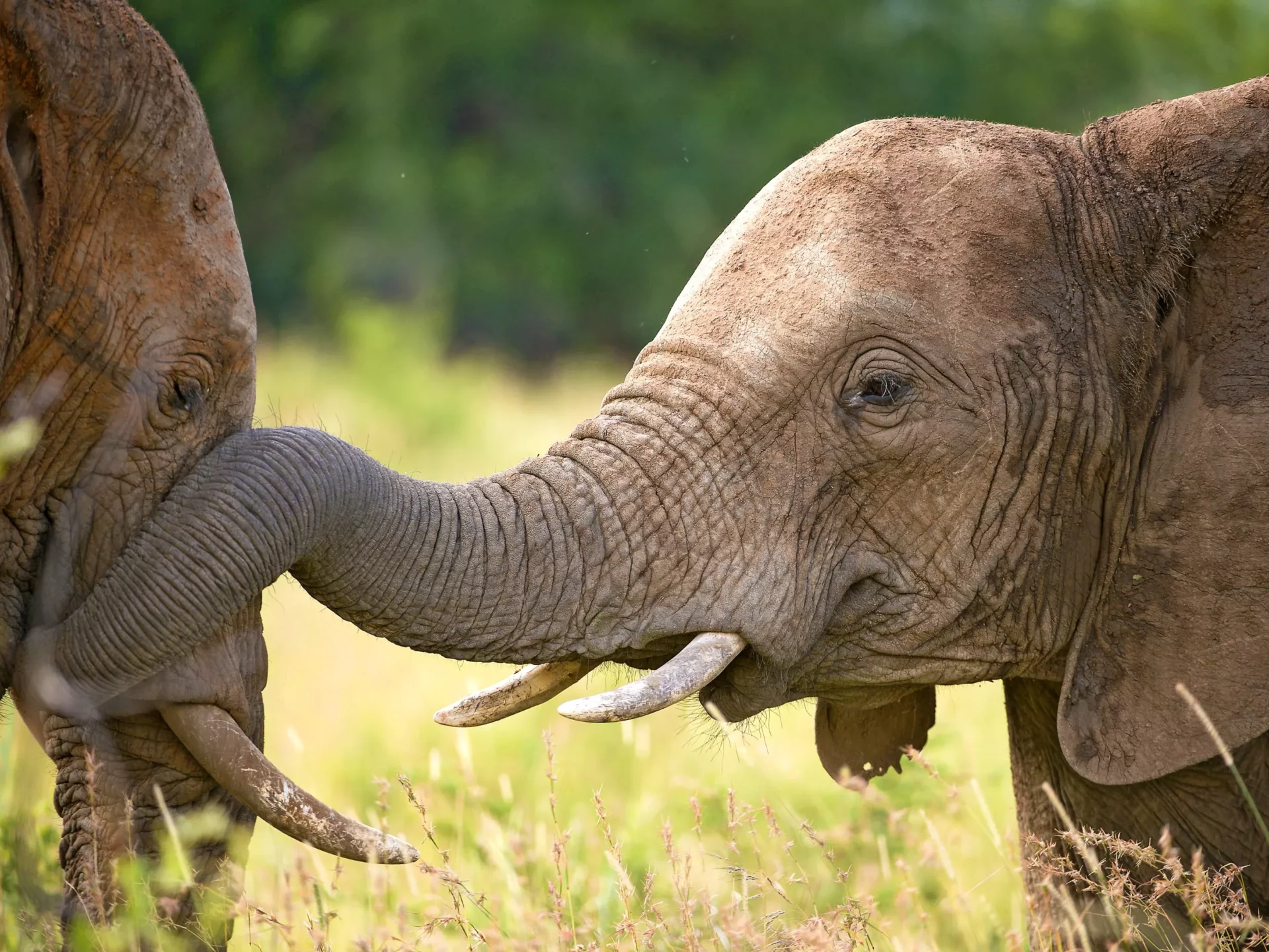 Elefanten - Familienleben