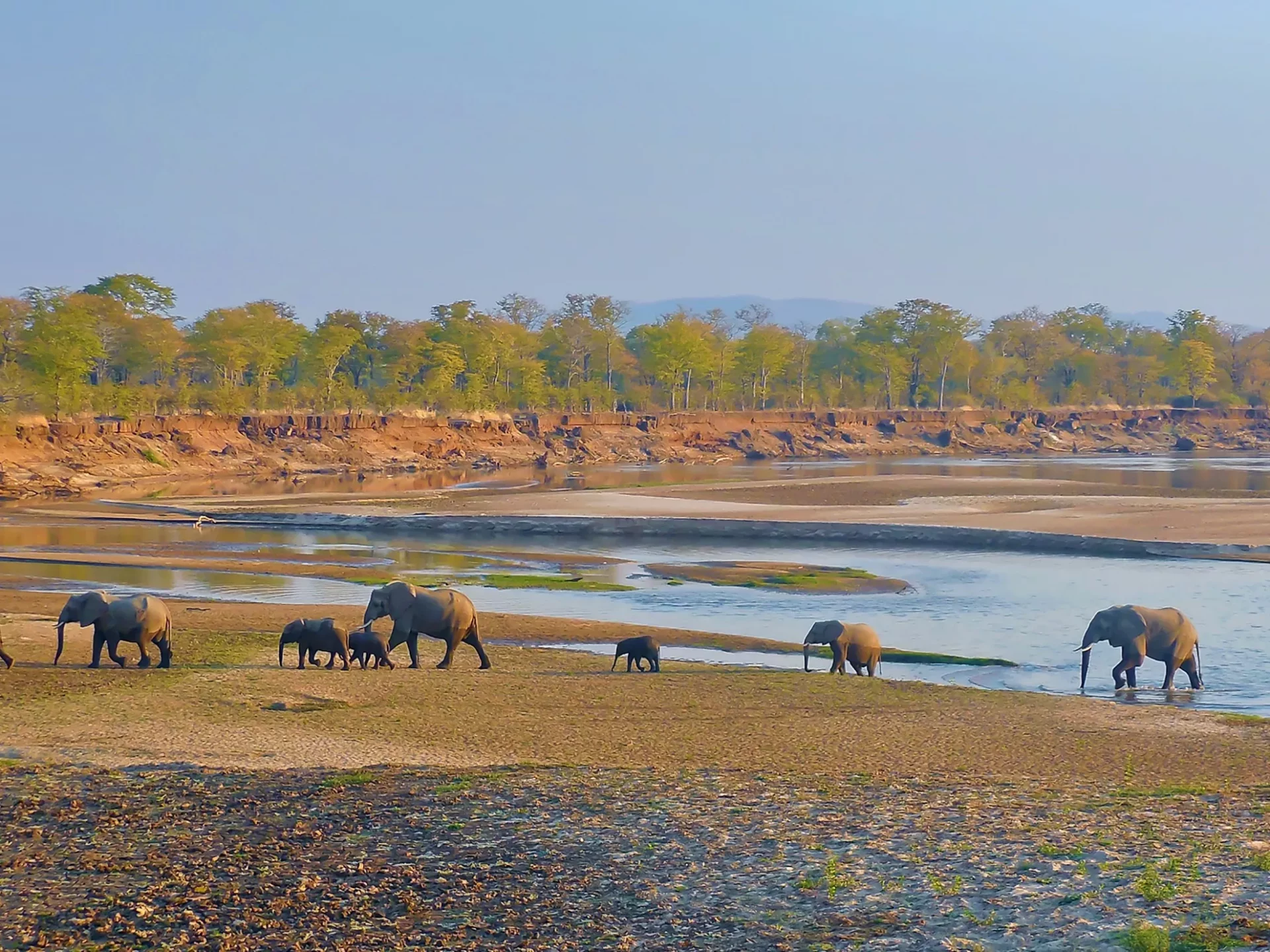 Elefanten im South Luangwa NP