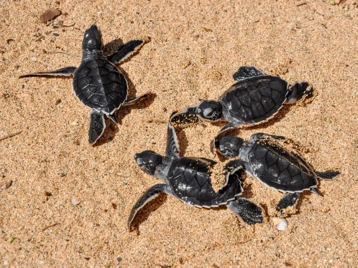 Schildkröten