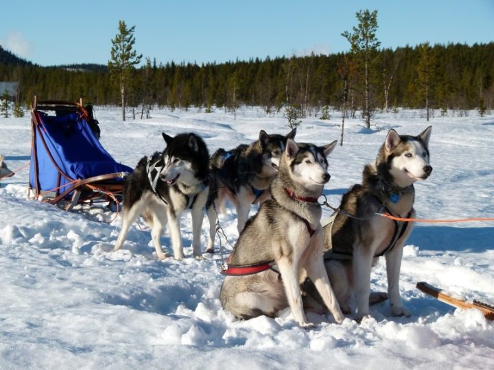 Husky-Gespann mit Schlitten