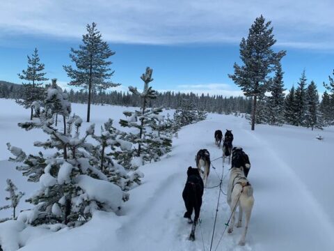 Unterwegs im Husky-Schlitten