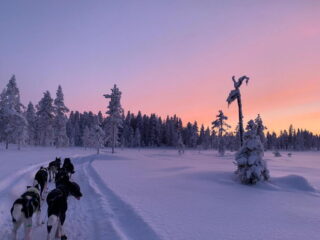 Huskytour in Nordschweden