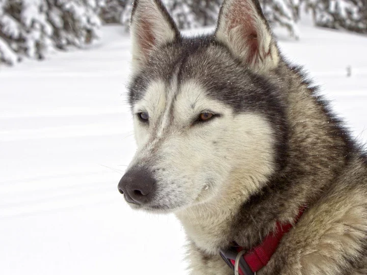 Siberian Husky