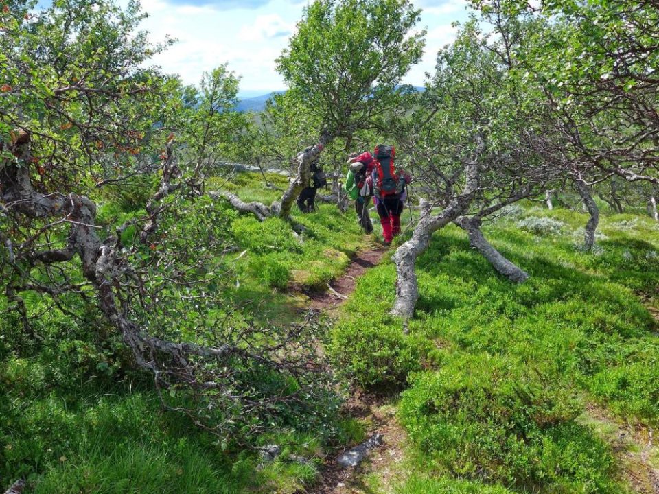 Wandern in grüner Natur