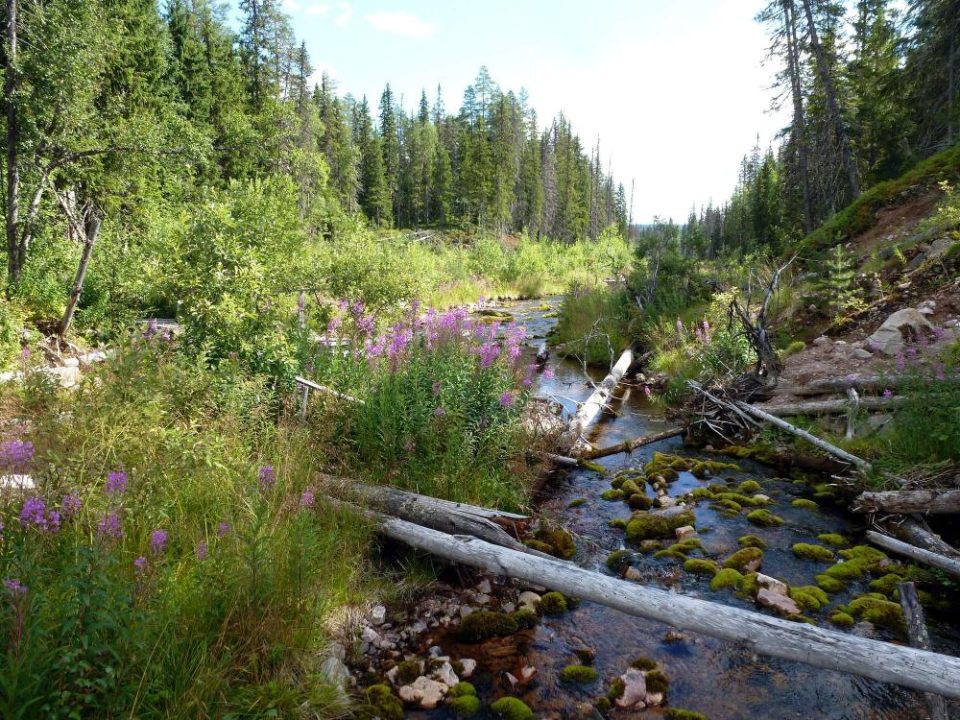 Wildnis-Wandern in Nordschweden