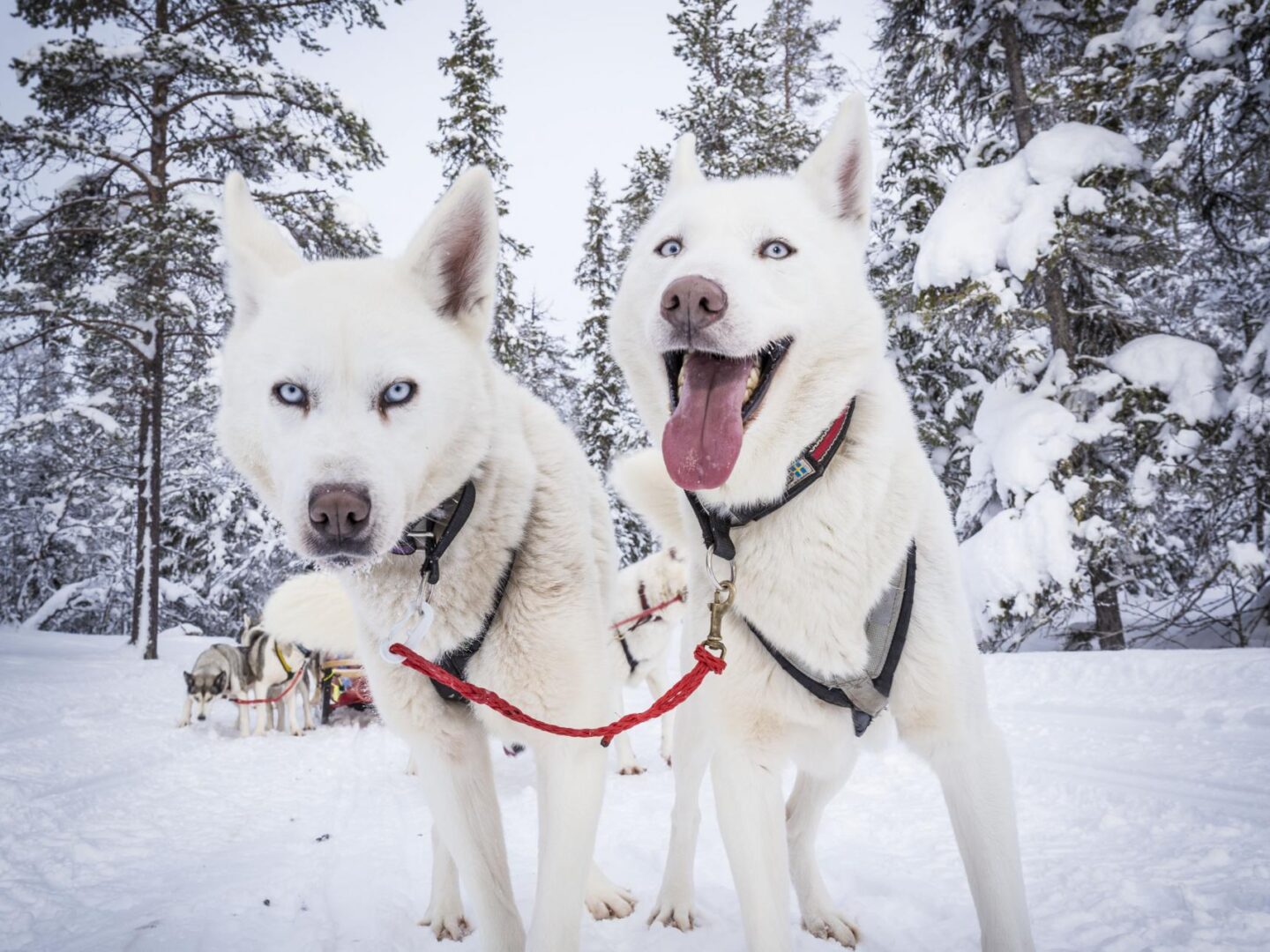 Huskies