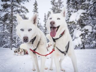 Huskies