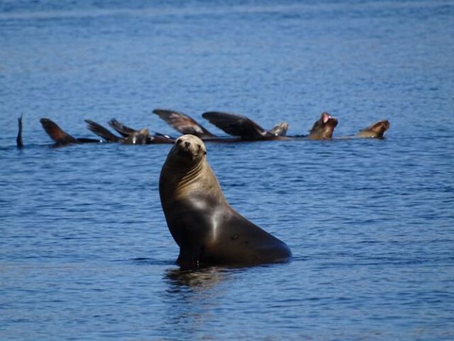 Seelöwe