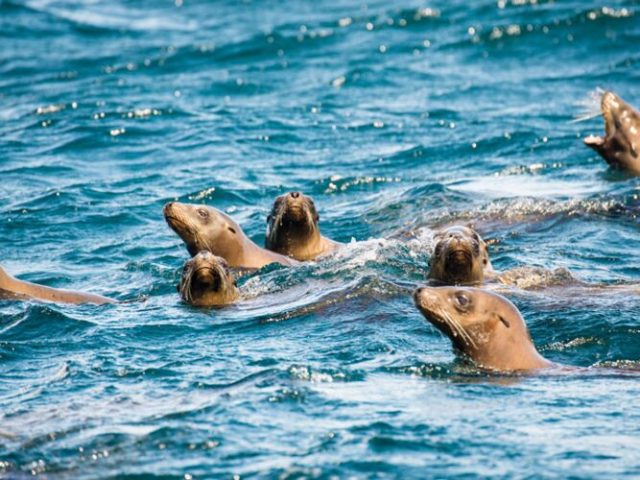 Seelöwen im Baja California NP