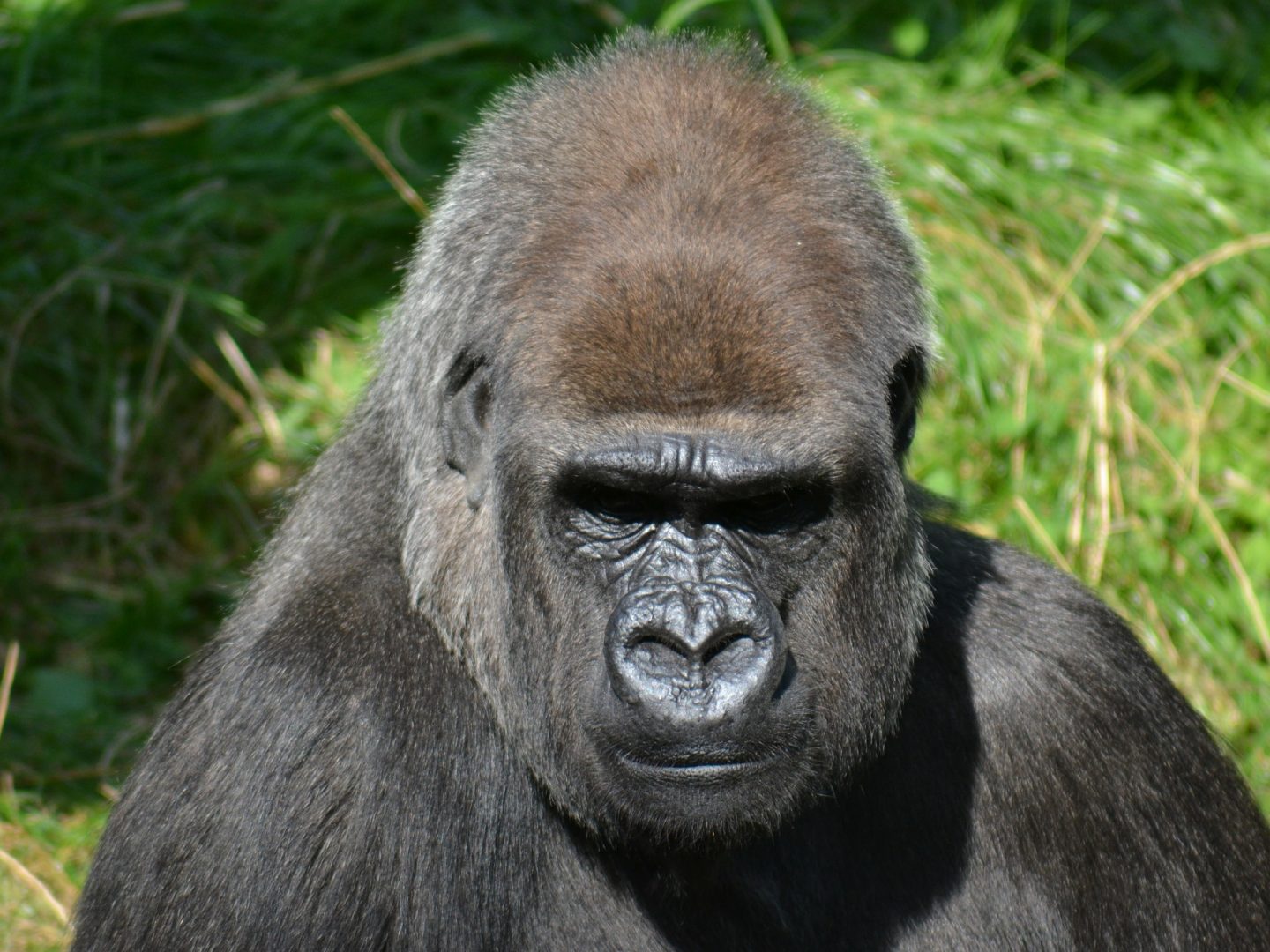 Der "Boss": Silverback-Gorilla