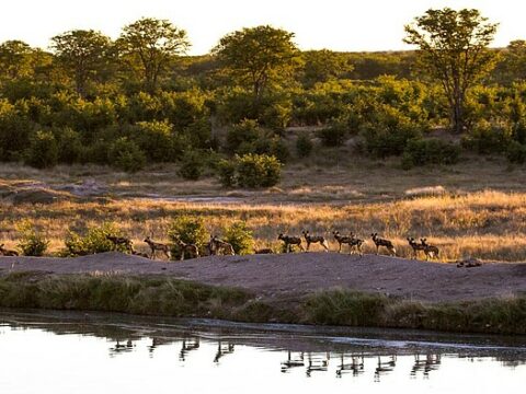 Safari im Hwange NP