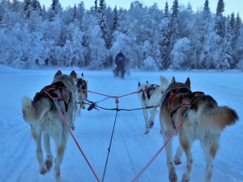 Unterwegs mit Huskies