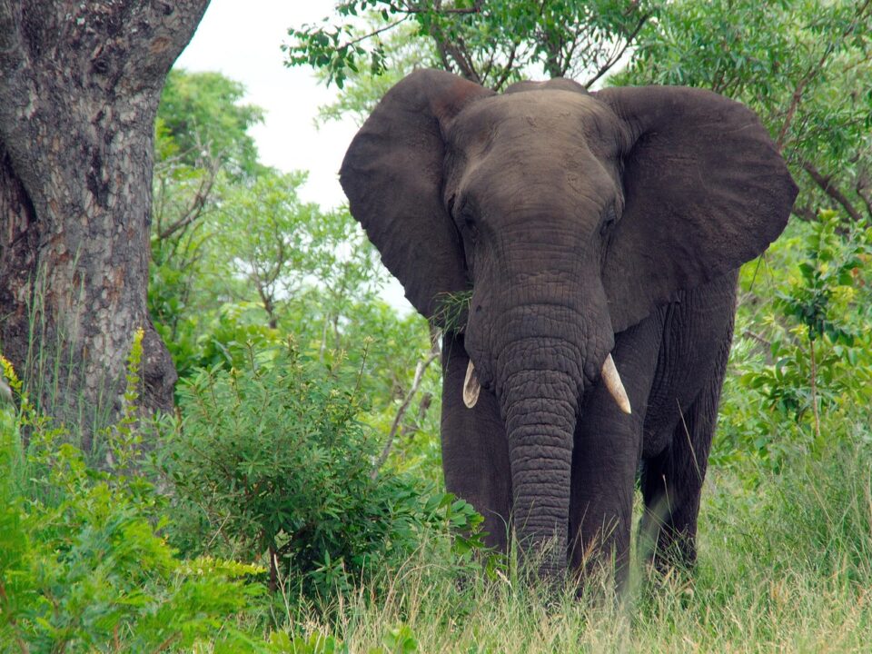 Elefant