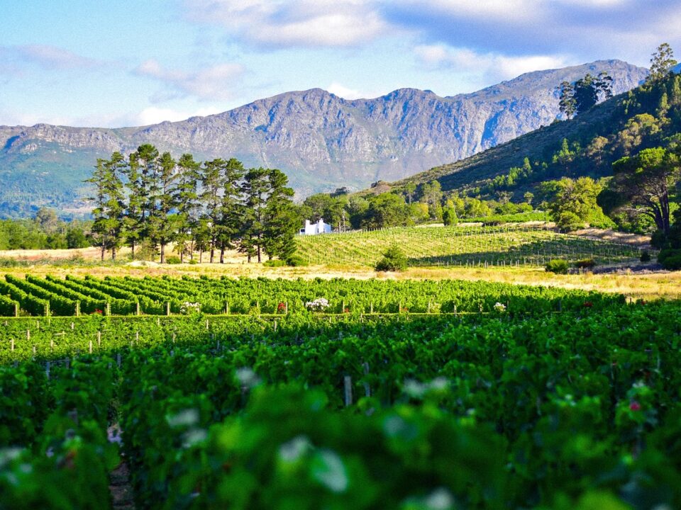 Weinbaugebiet n Südafrika