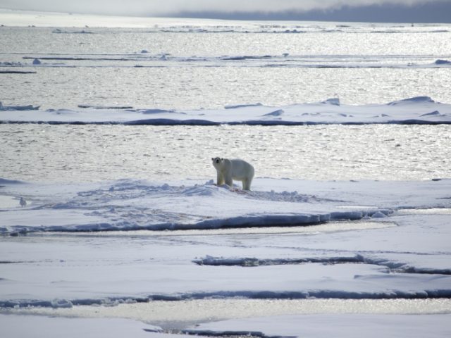 Eisbär auf einer Eisscholle