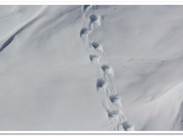 Eisbärenspuren © K. Homann-Kümmel