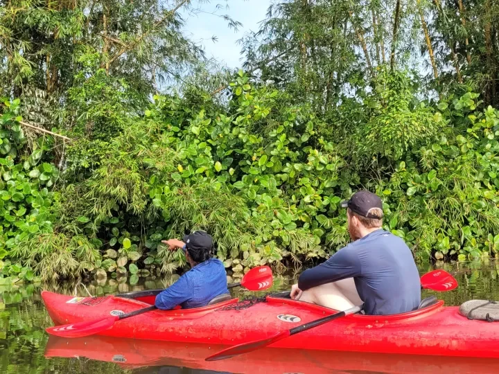 Mangroven-Kajaktour