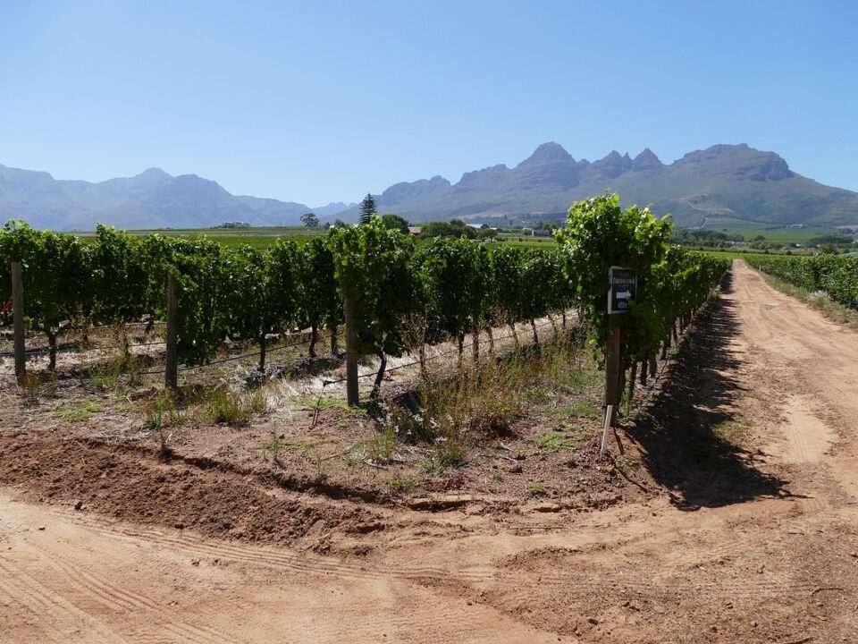 Stellenbosch