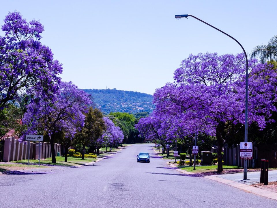 Jacaranda-Bäume