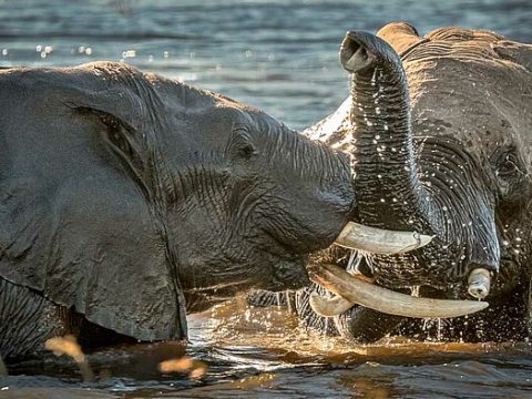 Elefanten im Chobe NP